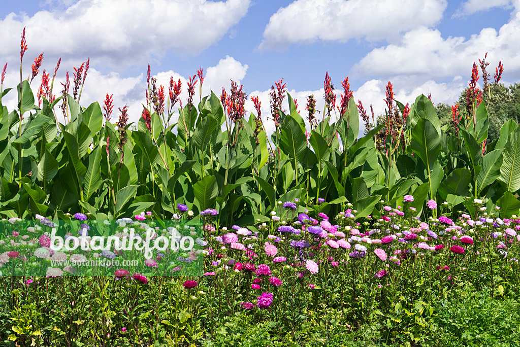 535236 - Sommeraster (Callistephus chinensis) und Indisches Blumenrohr (Canna indica)