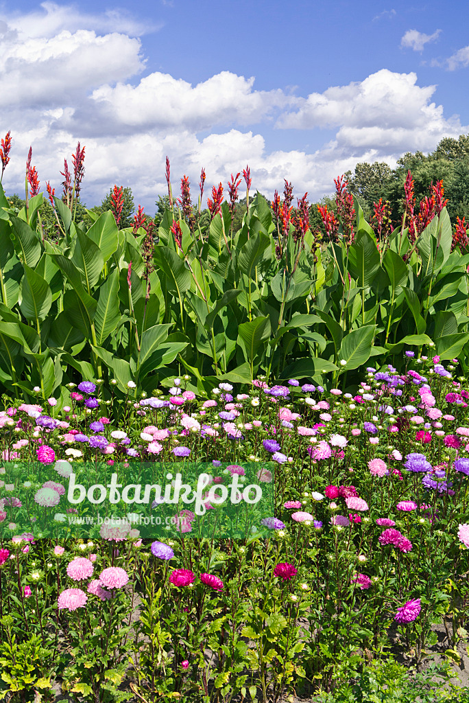 535237 - Sommeraster (Callistephus chinensis) und Indisches Blumenrohr (Canna indica)