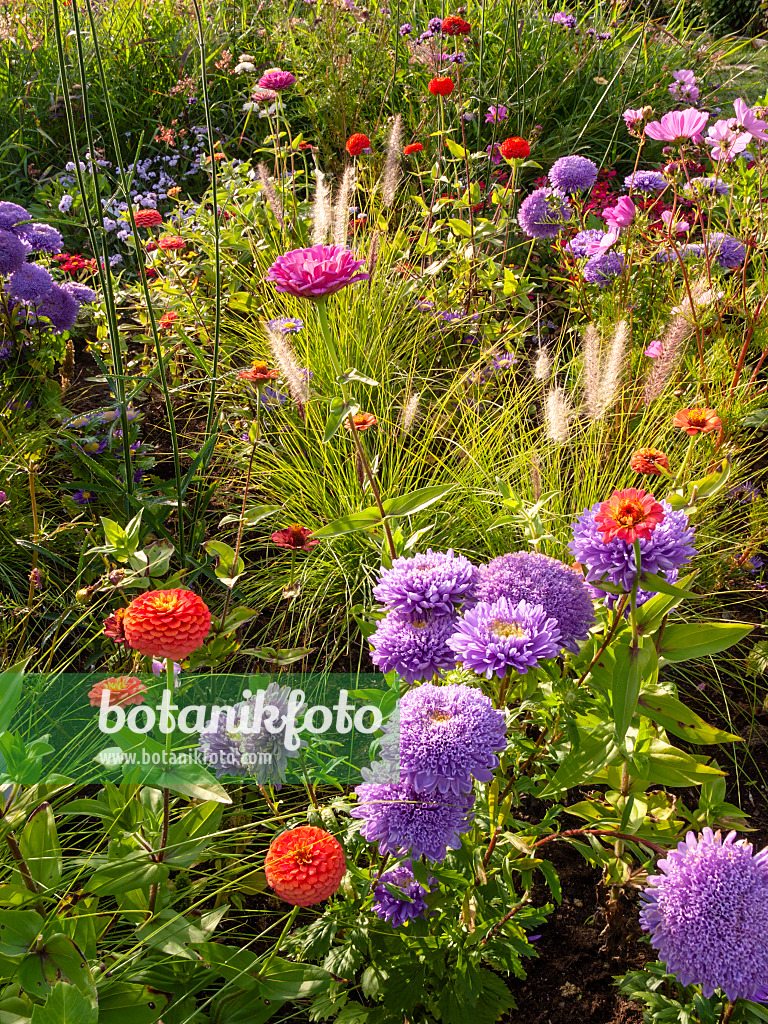 405022 - Sommeraster (Callistephus) und Dahlie (Dahlia)