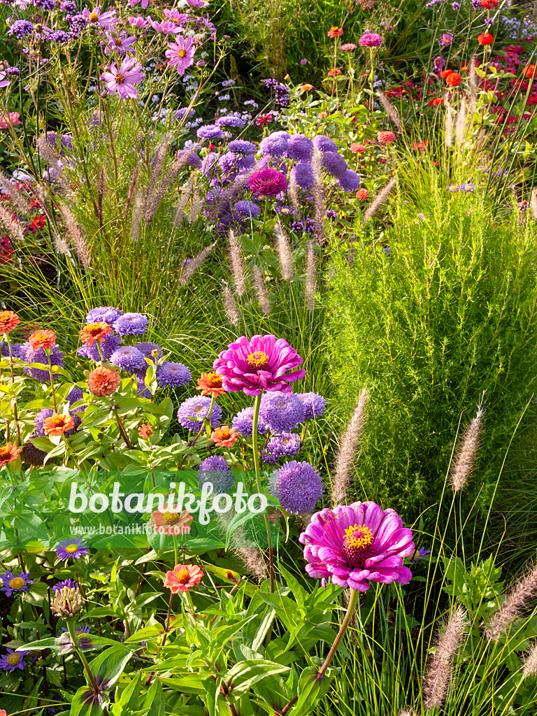 405021 - Sommeraster (Callistephus) und Zinnie (Zinnia)