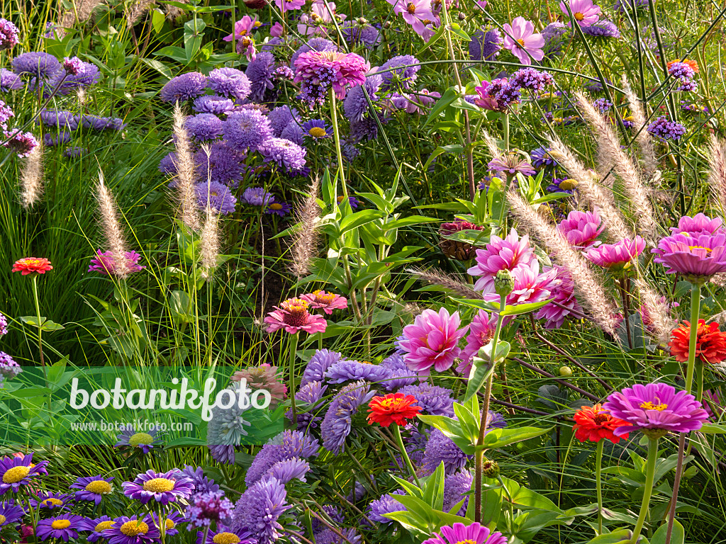 405026 - Sommeraster (Callistephus) und Zinnie (Zinnia)