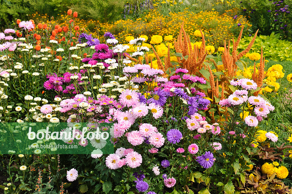 476106 - Sommerastern (Callistephus), Fuchsschwanz (Amaranthus) und Studentenblumen (Tagetes)