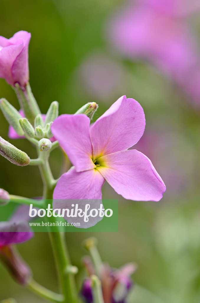 521166 - Sommerlevkoje (Matthiola incana)