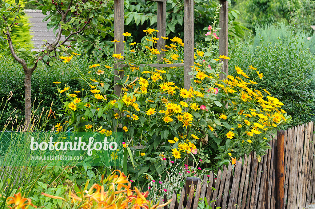 474318 - Sonnenauge (Heliopsis helianthoides)