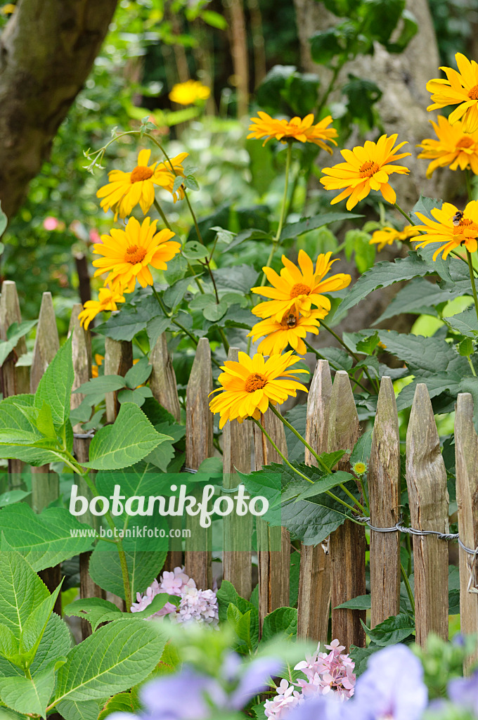 474362 - Sonnenauge (Heliopsis helianthoides) an einem Staketenzaun