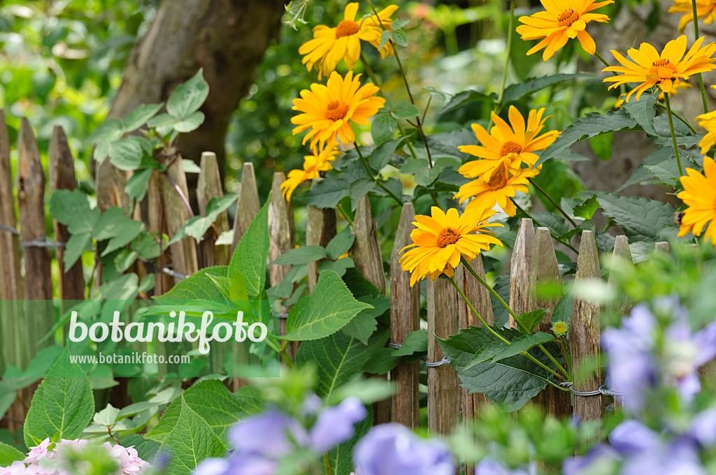 474363 - Sonnenauge (Heliopsis helianthoides) an einem Staketenzaun