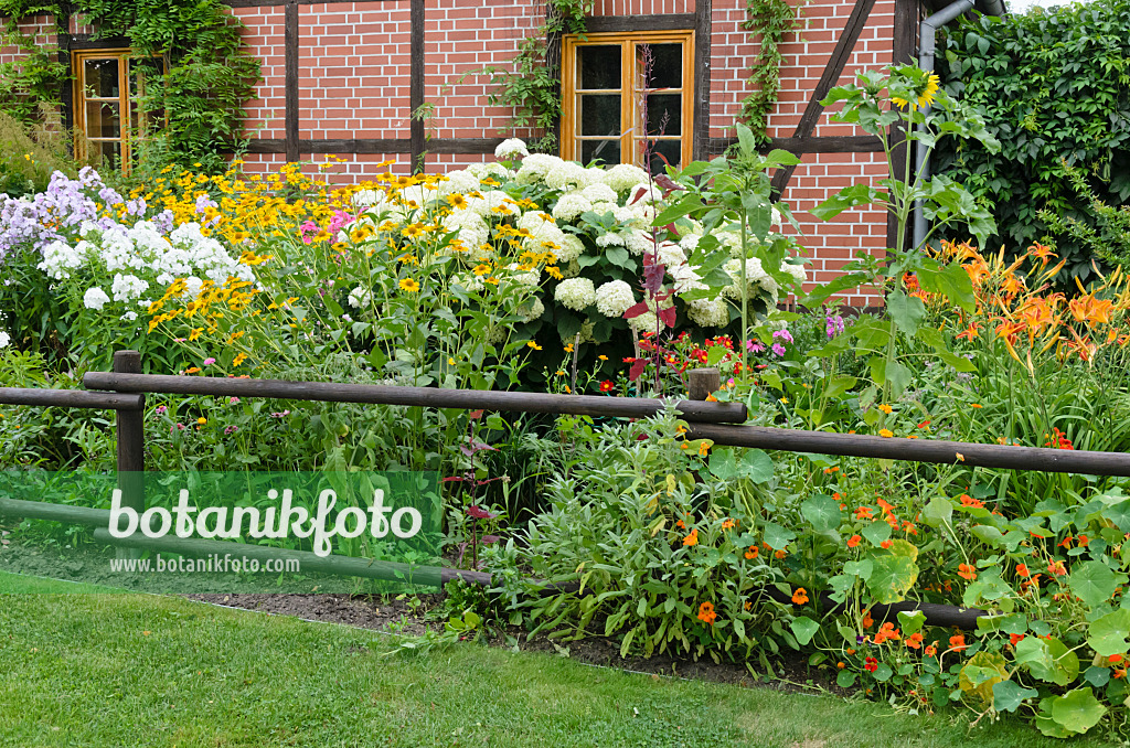 522117 - Sonnenauge (Heliopsis helianthoides), Baumhortensie (Hydrangea arborescens) und Große Kapuzinerkresse (Tropaeolum majus)