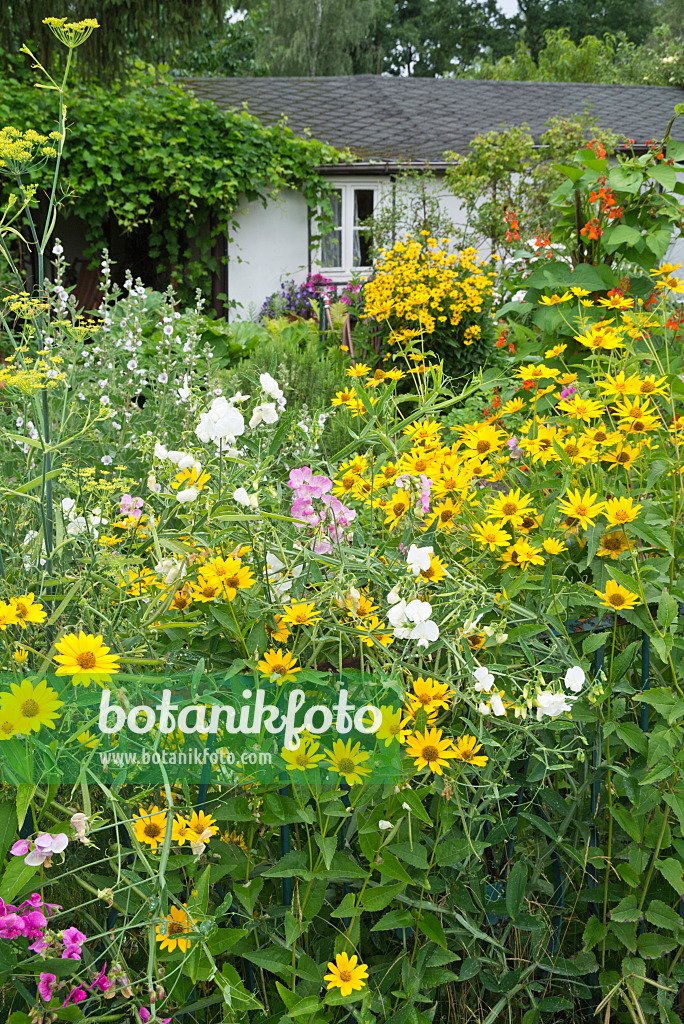 595011 - Sonnenauge (Heliopsis helianthoides) und Duftende Platterbe (Lathyrus odoratus)