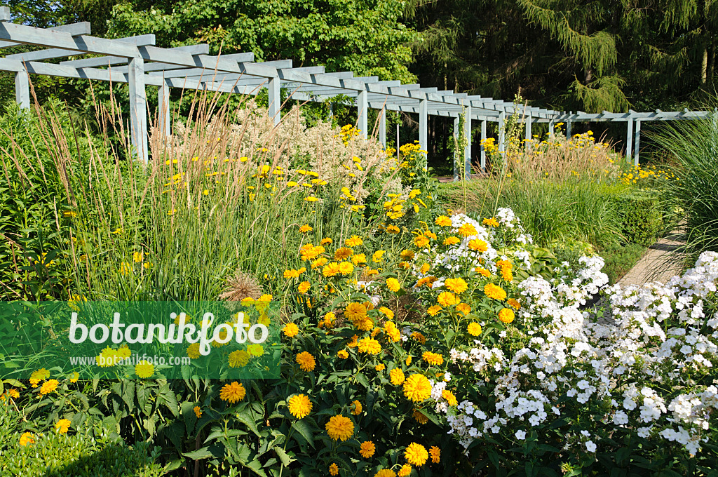 486214 - Sonnenauge (Heliopsis helianthoides var. scabra 'Goldgrünherz') und Staudenphlox (Phlox paniculata)