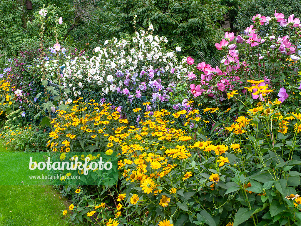 490004 - Sonnenauge (Heliopsis helianthoides var. scabra) und Straucheibisch (Hibiscus syriacus)