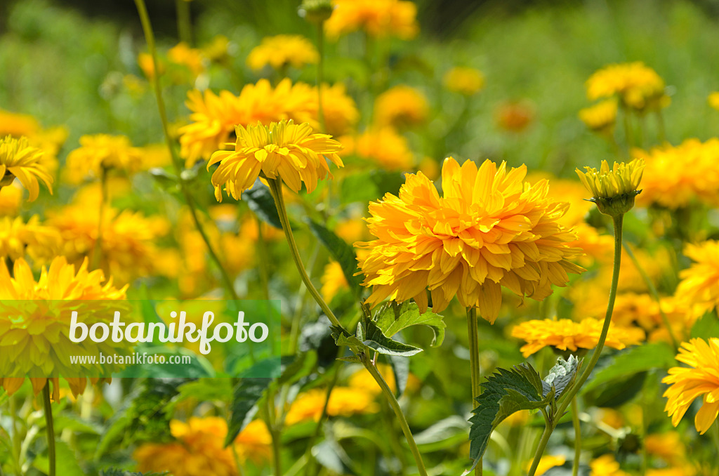 498002 - Sonnenauge (Heliopsis helianthoides var. scabra 'Sonnenschild')