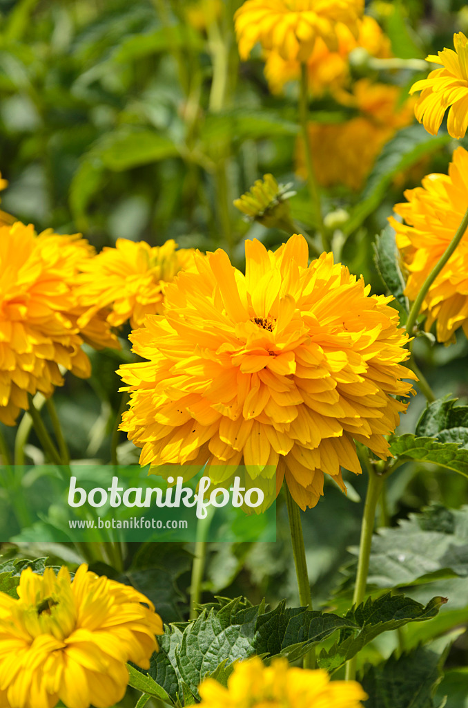 498003 - Sonnenauge (Heliopsis helianthoides var. scabra 'Sonnenschild')