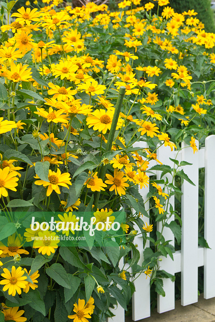 546056 - Sonnenauge (Heliopsis helianthoides var. scabra)