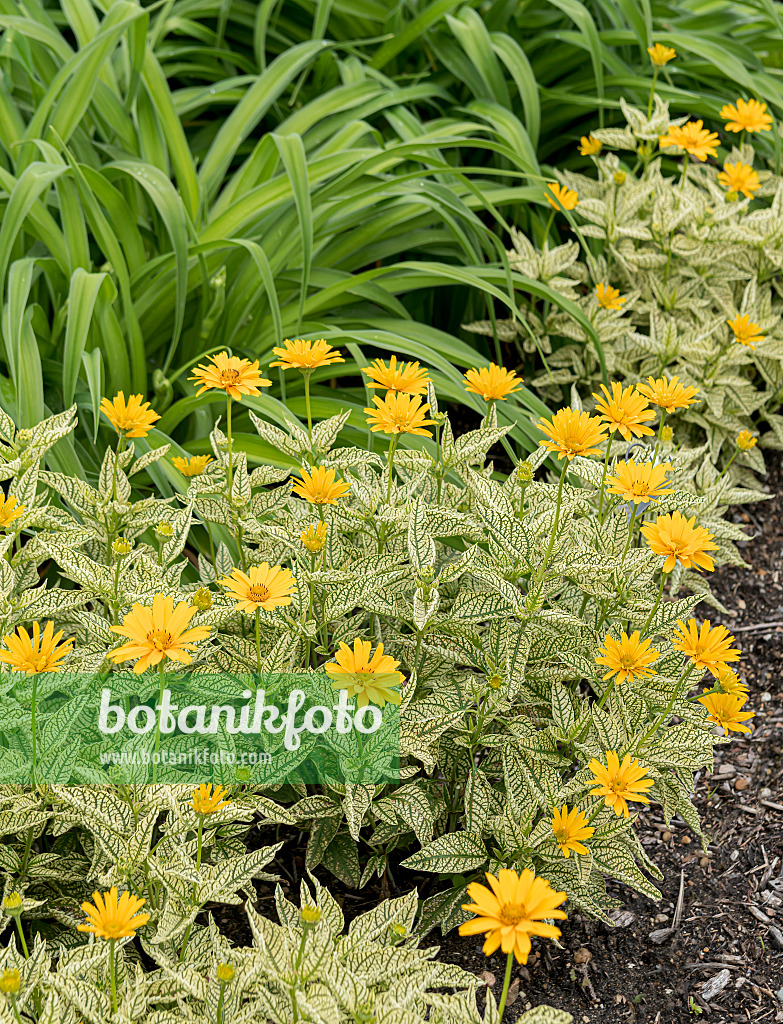 607058 - Sonnenauge (Heliopsis helianthoides var. scabra 'Sunstruck')