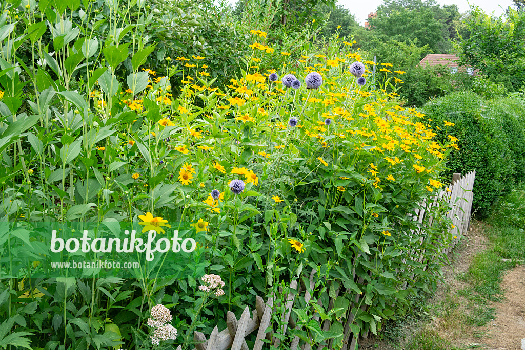 625043 - Sonnenauge (Heliopsis helianthoides var. scabra) und Bienenkugeldistel (Echinops sphaerocephalus)