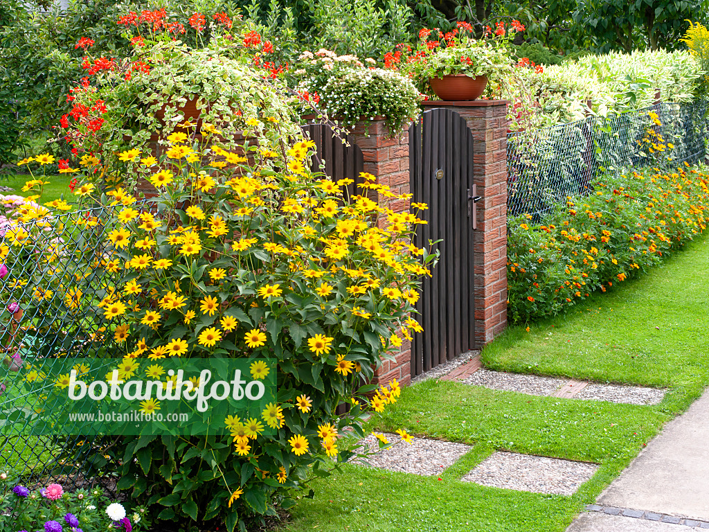 490011 - Sonnenauge (Heliopsis helianthoides var. scabra) an einem Garteneingang 490011 - Sonnenauge (Heliopsis helianthoides var. scabra) an einem Garteneingang