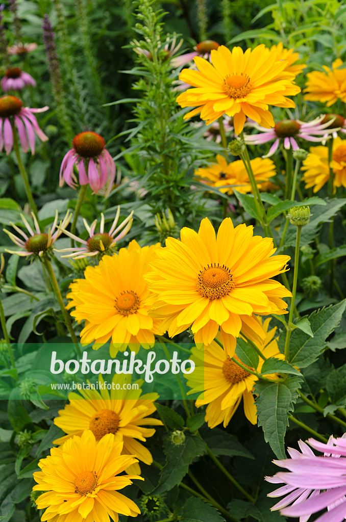 498087 - Sonnenauge (Heliopsis helianthoides var. scabra 'Venus') und Sonnenhut (Echinacea purpurea 'Magnus')