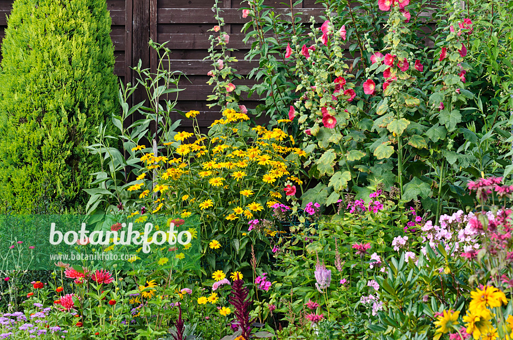 474323 - Sonnenauge (Heliopsis helianthoides), Staudenphlox (Phlox paniculata) und Stockrosen (Alcea rosea)