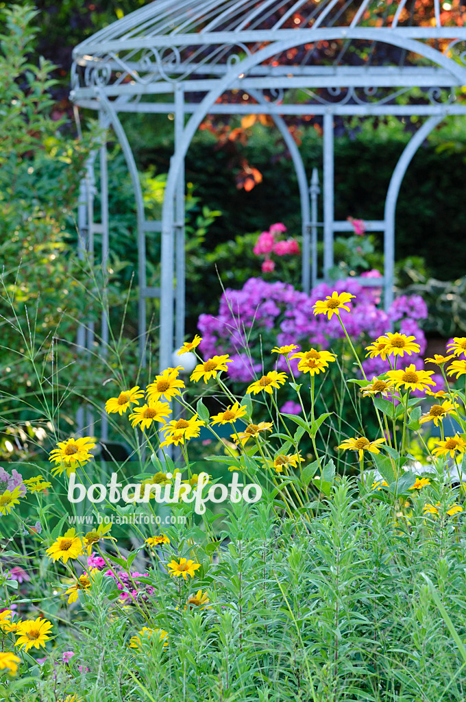 474468 - Sonnenauge (Heliopsis helianthoides) vor einem Gartenpavillon