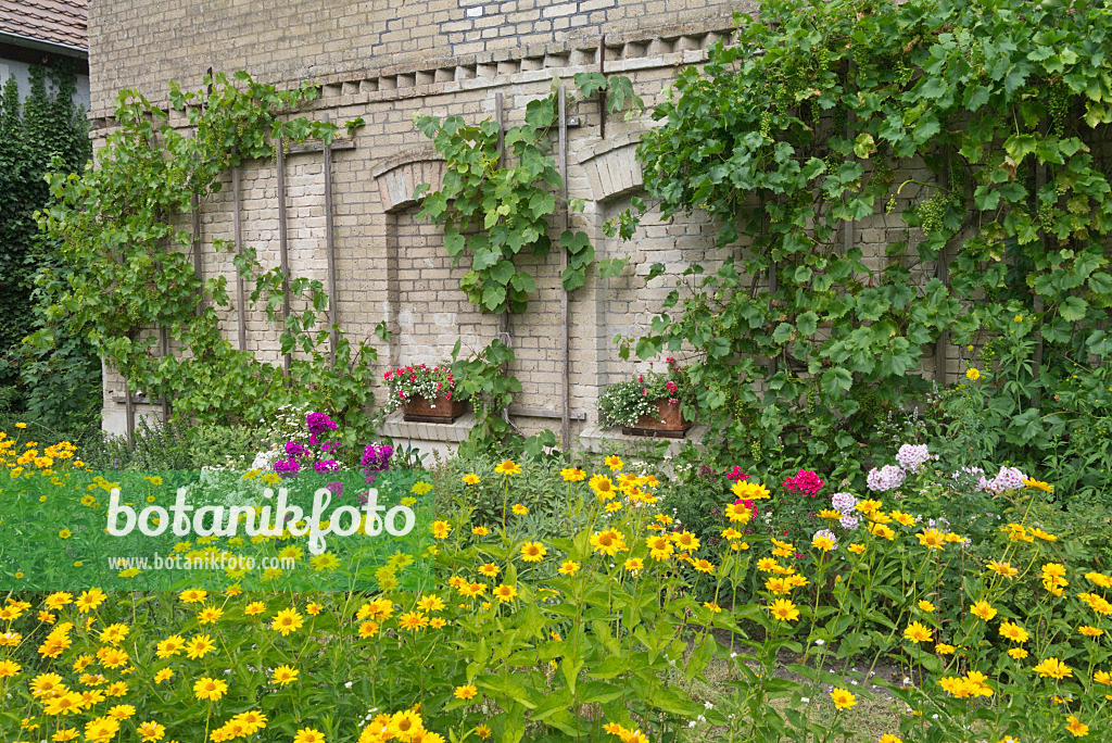 558338 - Sonnenauge (Heliopsis), Phlox (Phlox) und Reben (Vitis) an einer Scheune