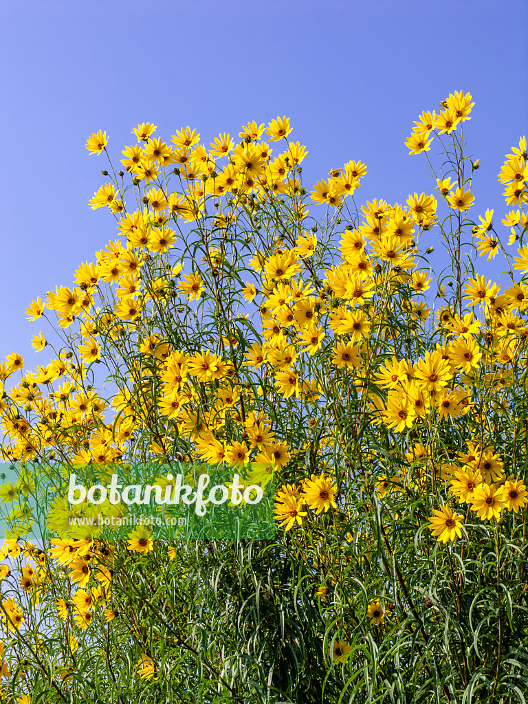 442003 - Sonnenblume (Helianthus salicifolius)