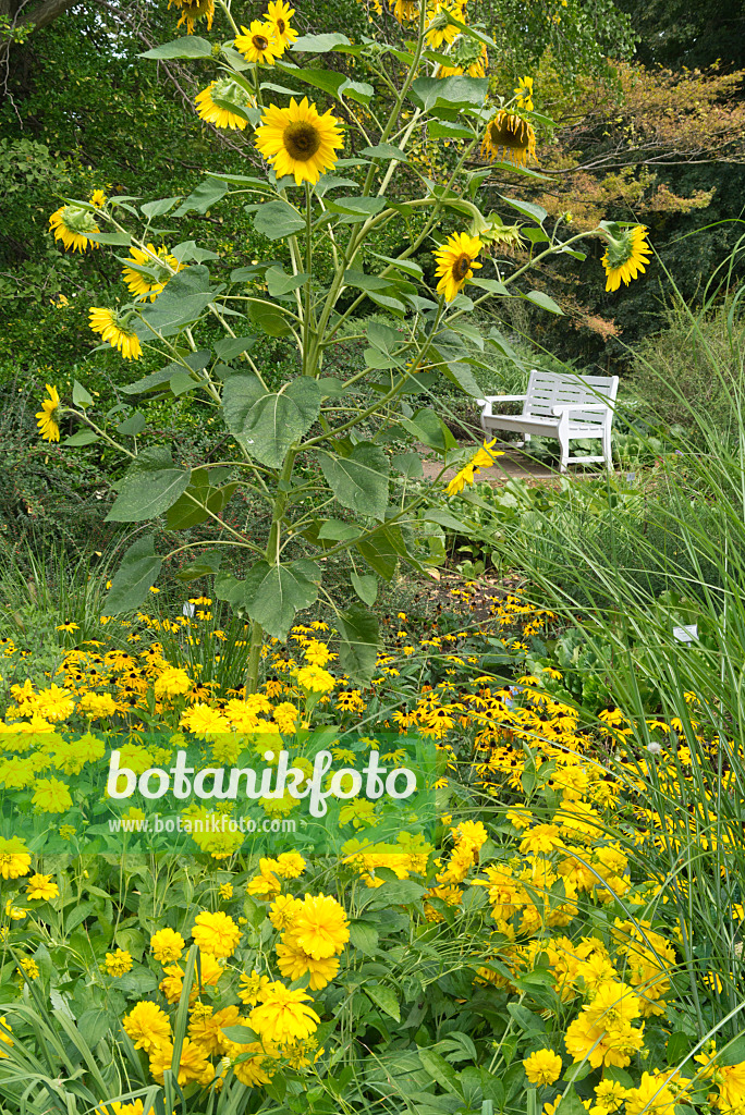 559148 - Sonnenblumen (Helianthus), Sonnenauge (Heliopsis) und Sonnenhut (Rudbeckia)