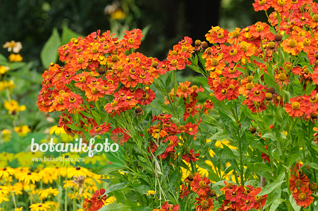 475138 - Sonnenbraut (Helenium Baudirektor Linne)