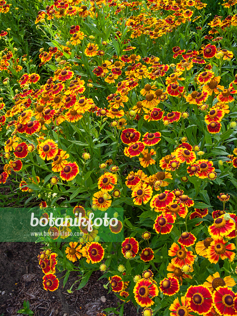 403086 - Sonnenbraut (Helenium Biedermeier)