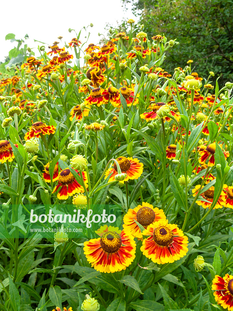 439400 - Sonnenbraut (Helenium Biedermeier)