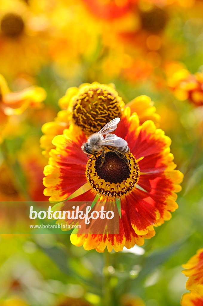 475084 - Sonnenbraut (Helenium Biedermeier)