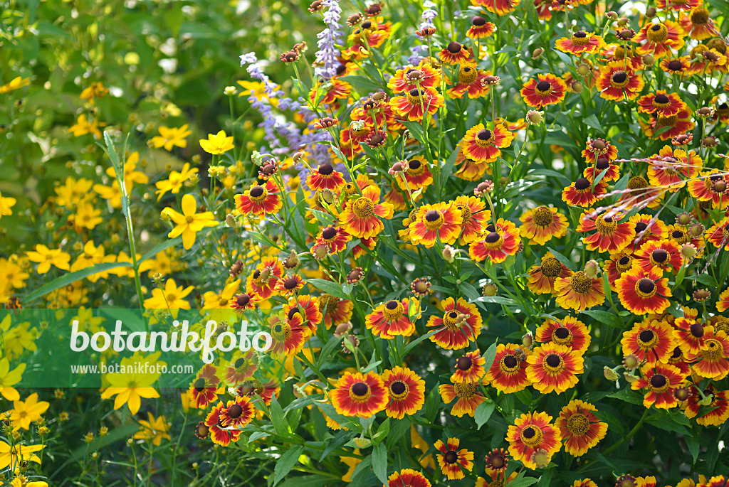 517443 - Sonnenbraut (Helenium Biedermeier)