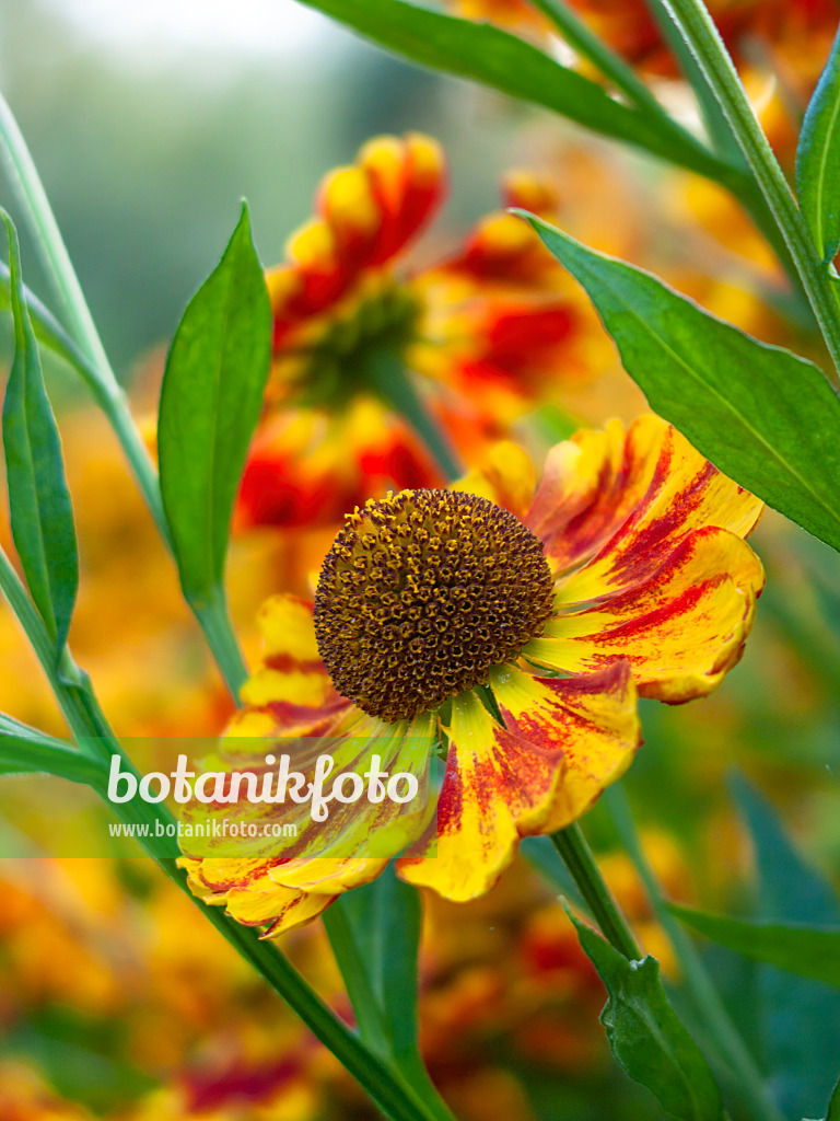 416073 - Sonnenbraut (Helenium Feuersiegel)