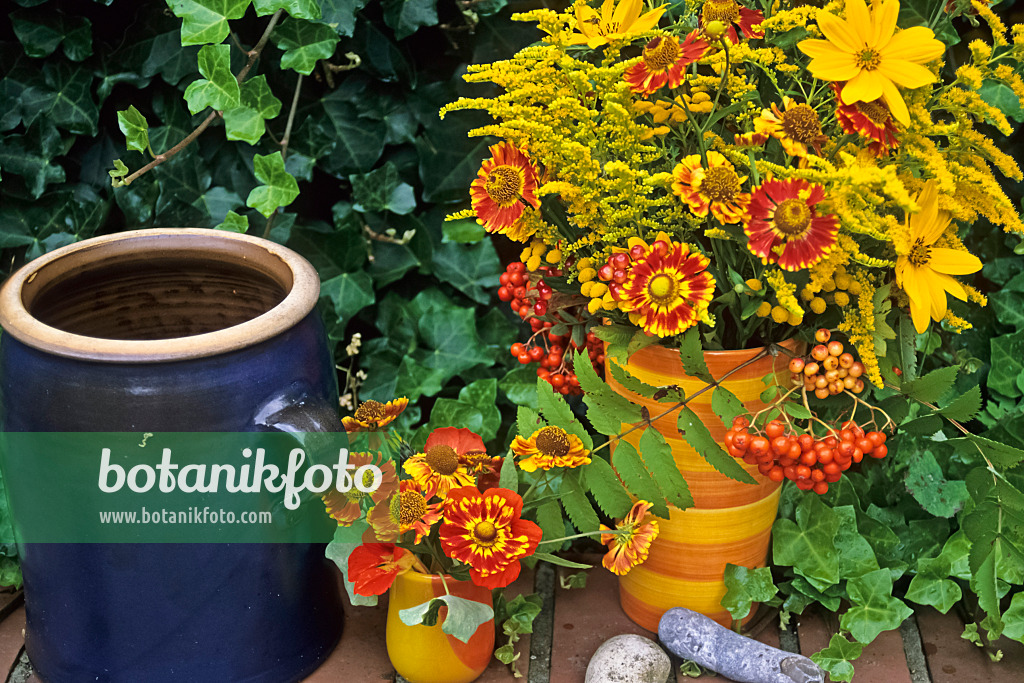 428295 - Sonnenbraut (Helenium Feuersiegel), Gewöhnliche Goldrute (Solidago virgaurea), Sonnenblume (Helianthus pauciflorus) und Vogelbeere (Sorbus aucuparia)