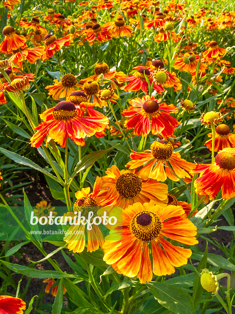 416006 - Sonnenbraut (Helenium Flammenrad)