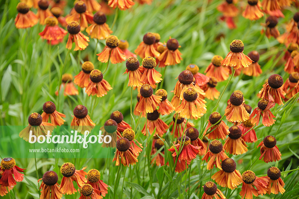 517446 - Sonnenbraut (Helenium Flammenrad)