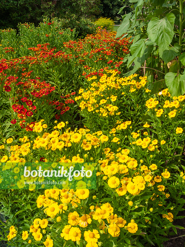 403079 - Sonnenbraut (Helenium Goldrausch)