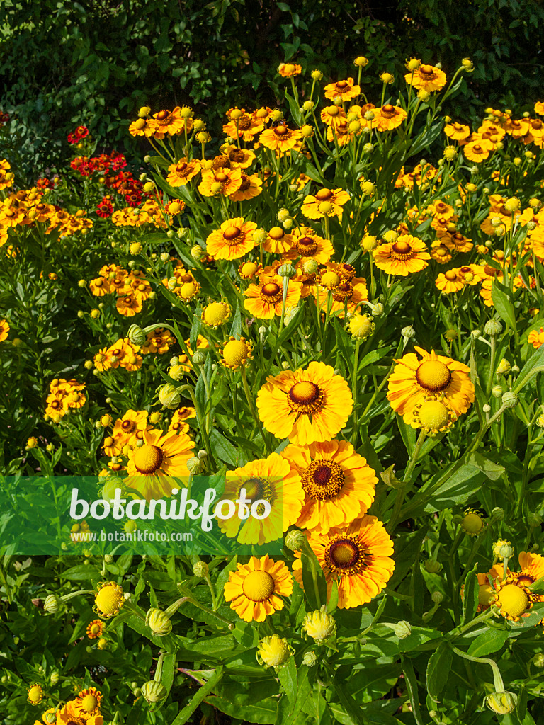 403081 - Sonnenbraut (Helenium Goldrausch)