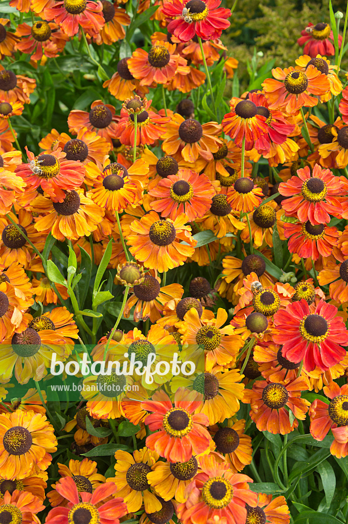 511260 - Sonnenbraut (Helenium Kleiner Fuchs)