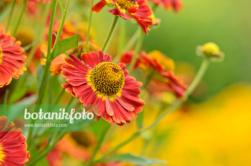 523121 - Sonnenbraut (Helenium Königstiger)