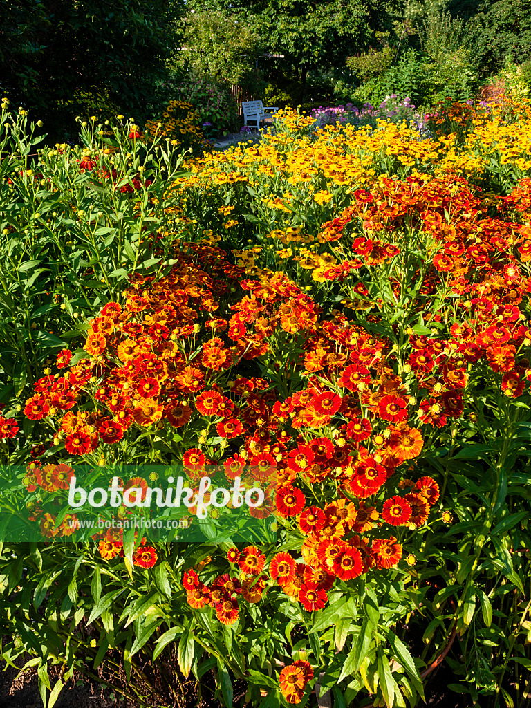 463002 - Sonnenbraut (Helenium Königstiger und Helenium Goldrausch)