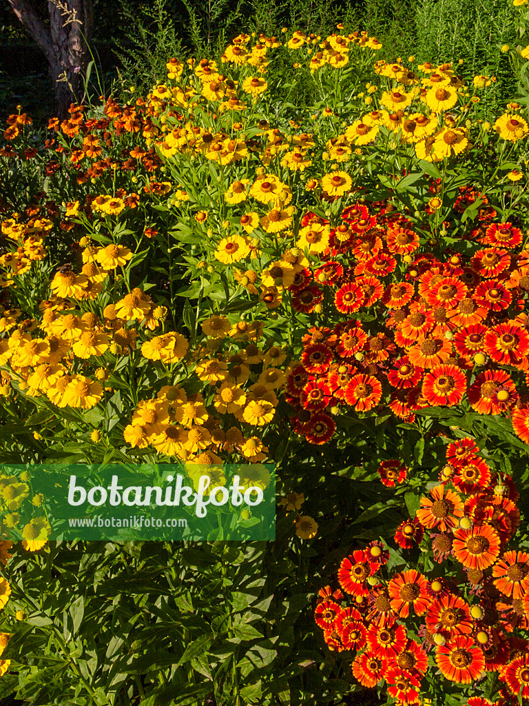 404039 - Sonnenbraut (Helenium Königstiger, Helenium Kanaria und Helenium Wesergold)