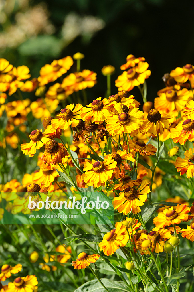 475116 - Sonnenbraut (Helenium Rauchtopas)