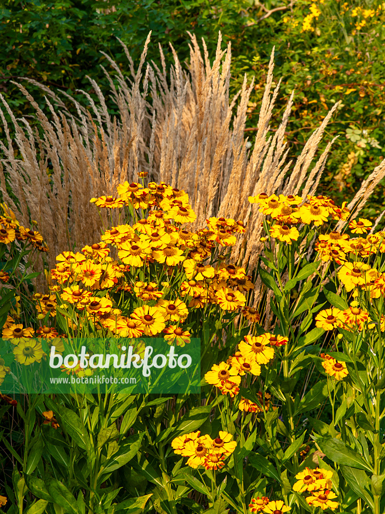 451053 - Sonnenbraut (Helenium Rauchtopas) und Moorreitgras (Calamagrostis x acutiflora 'Karl Foerster')