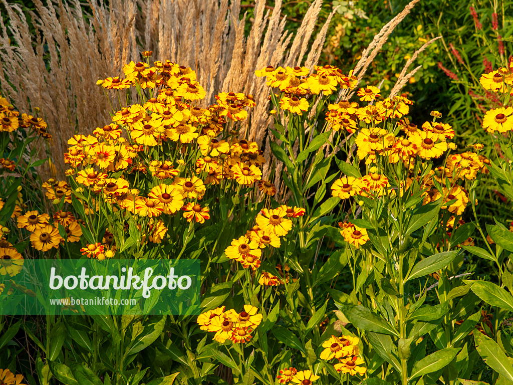 451054 - Sonnenbraut (Helenium Rauchtopas) und Moorreitgras (Calamagrostis x acutiflora 'Karl Foerster')