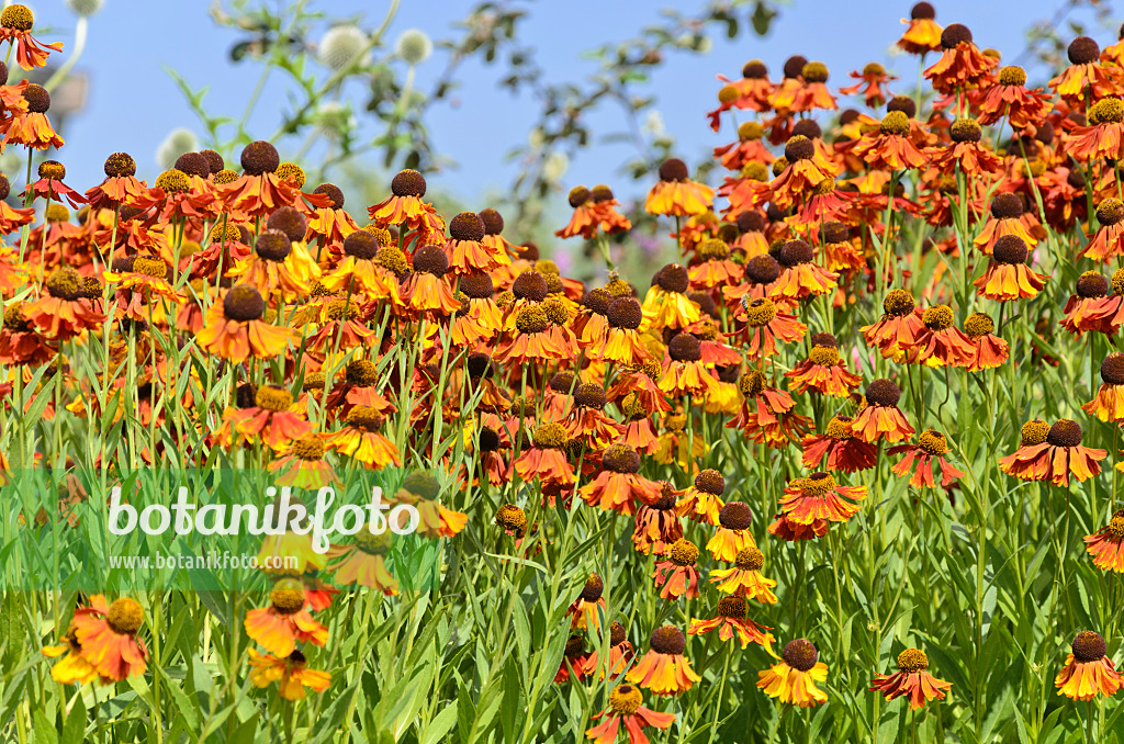 534287 - Sonnenbraut (Helenium Rotkäppchen)