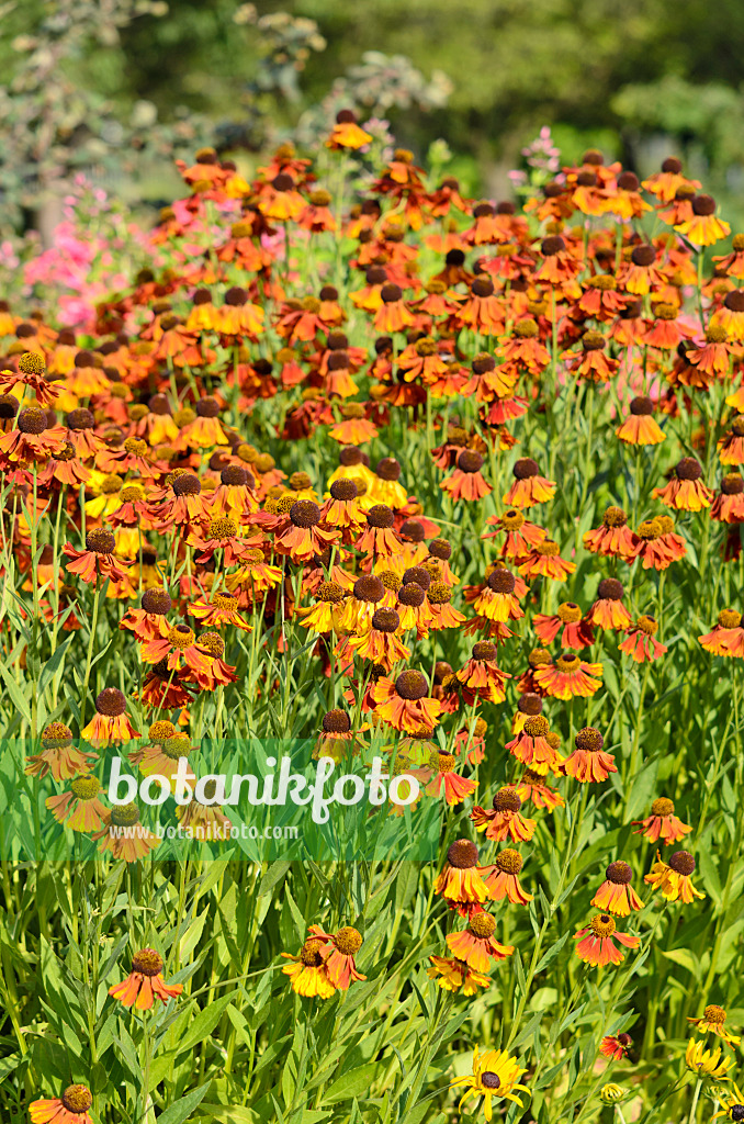 534303 - Sonnenbraut (Helenium Rotkäppchen)