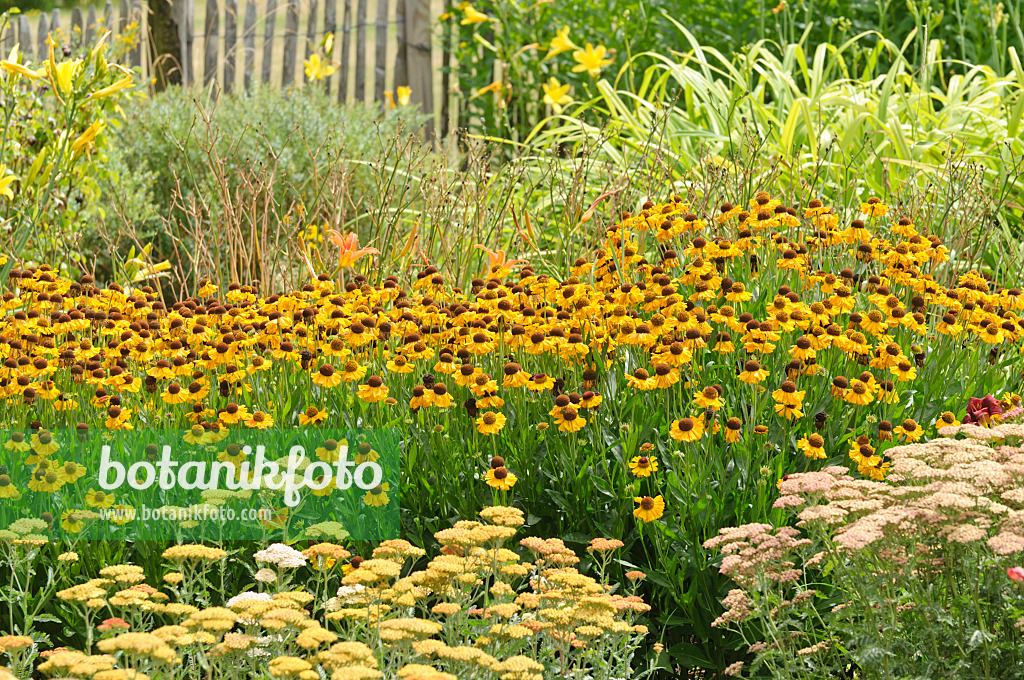 486177 - Sonnenbraut (Helenium) und Schafgarben (Achillea)