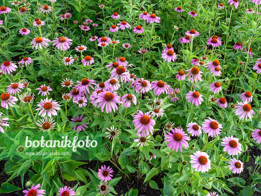 427119 - Sonnenhut (Echinacea purpurea)