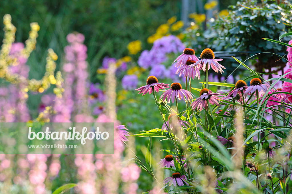 474463 - Sonnenhut (Echinacea purpurea)