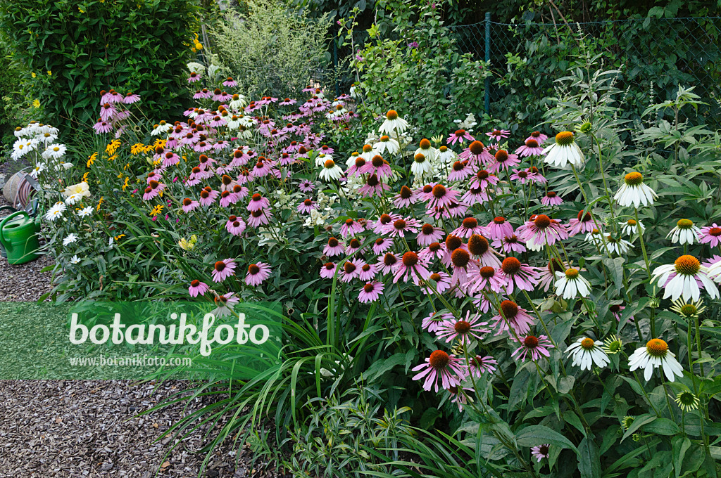 474479 - Sonnenhut (Echinacea purpurea)